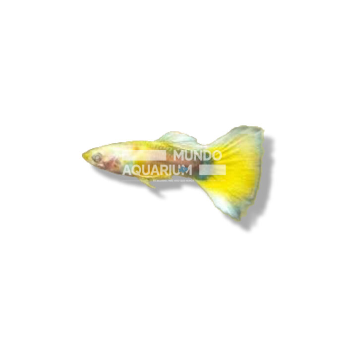 GUPPY MACHO AMARILLO ALEMAN 3/4CM