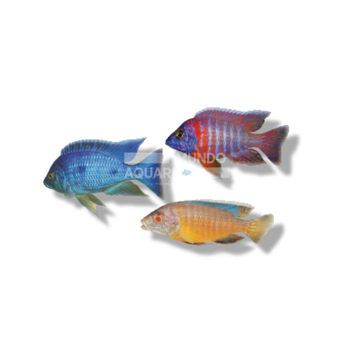 AULONOCARA SURTIDA 5-8CM