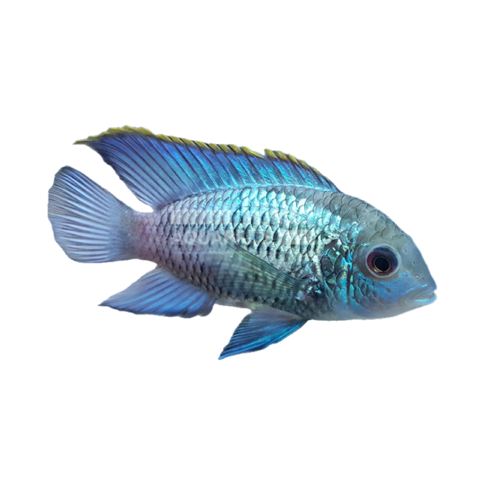 Andinoacara pulcher (Electric Blue Acara)