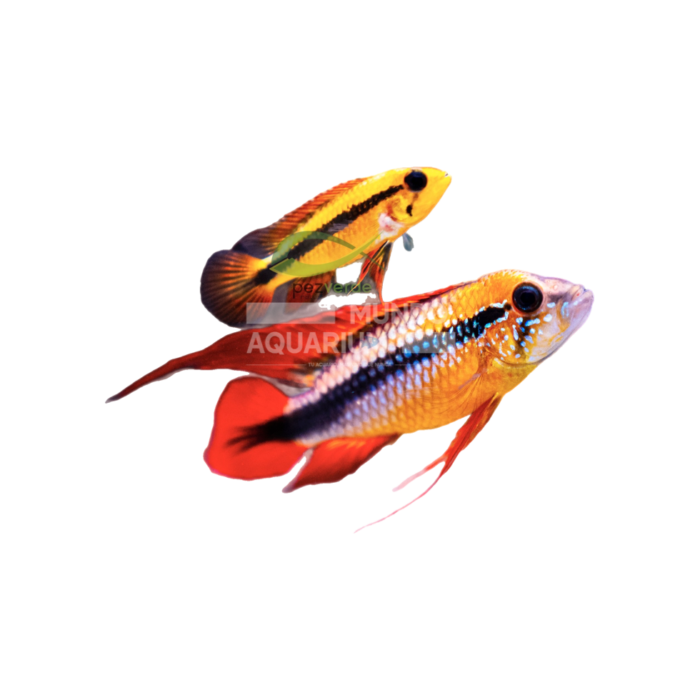 Apistogramma Agassizii (Pareja)