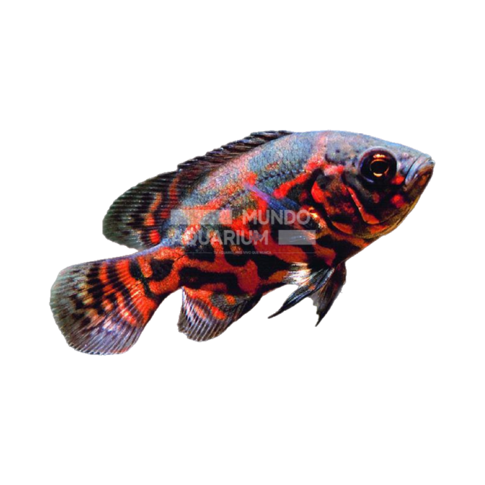 Astronotus ocellatus (Oscar Leopardo Super Red)