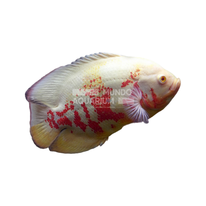 Astronotus ocellatus (Oscars Albino)