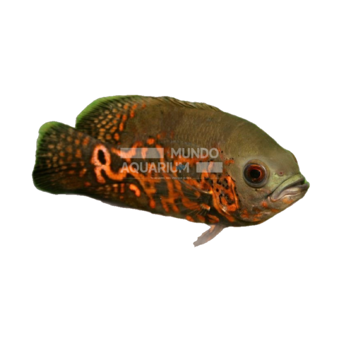 Astronotus ocellatus (Oscars Tigre)