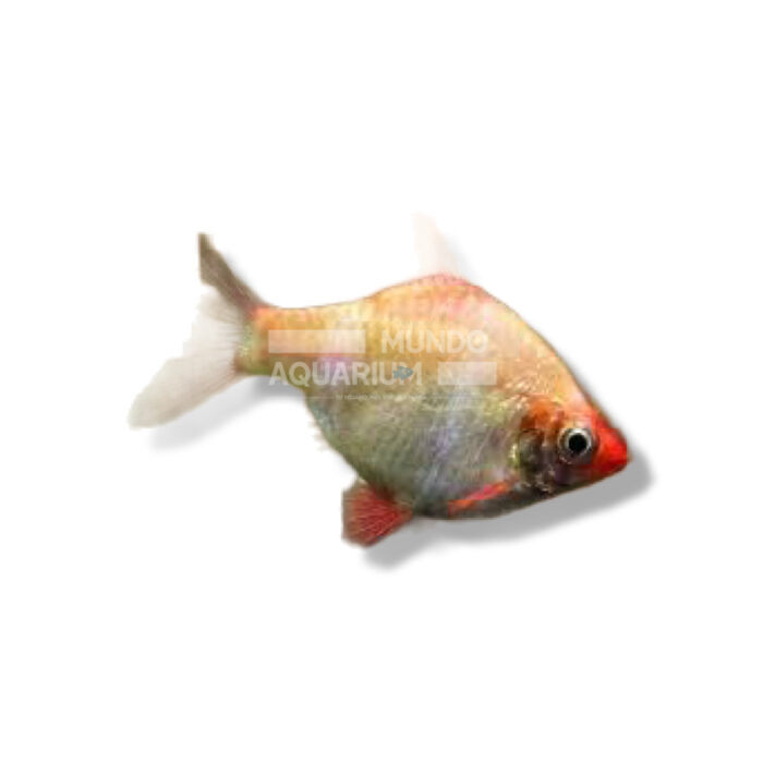 BARBO SUMATRANO TIGRE ALBINO