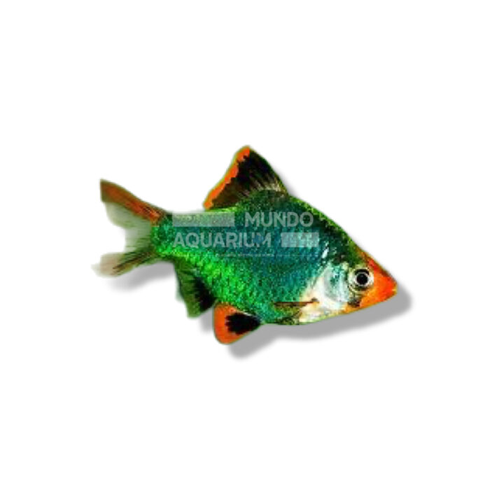 BARBO SUMATRANO TIGRE VERDE