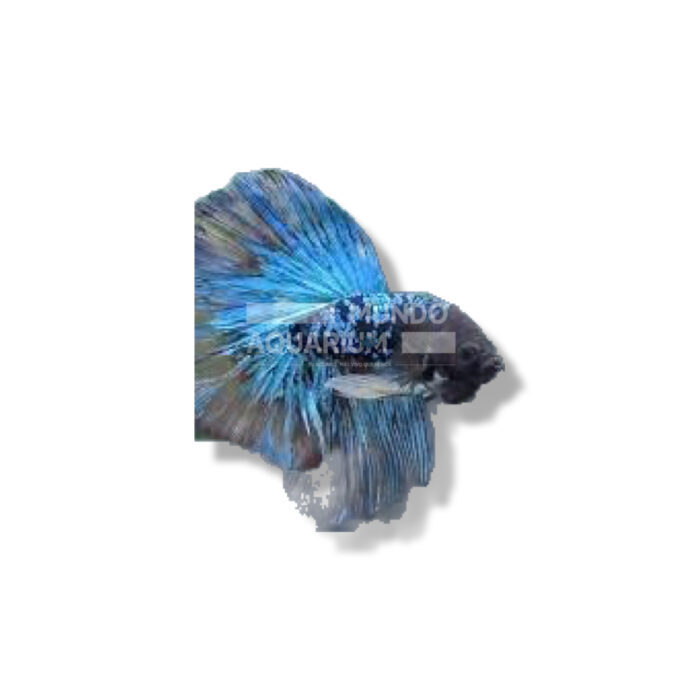 BETTA AVATAR