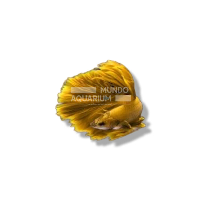 BETTA DRAGÓN AMARILLO