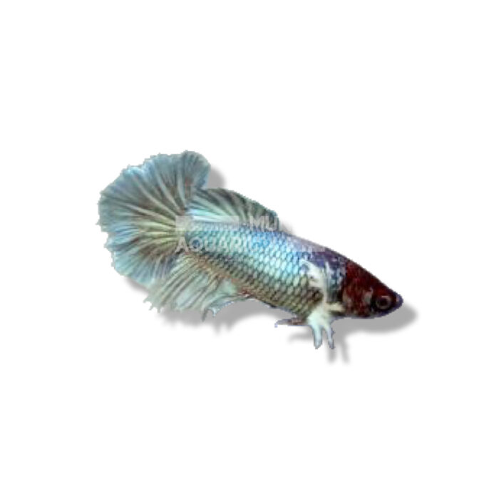 BETTA HEMBRA DUMBO