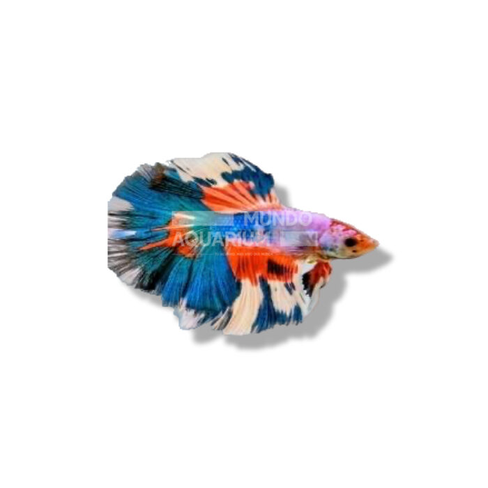 BETTA MULTICOLOR LUMINUS