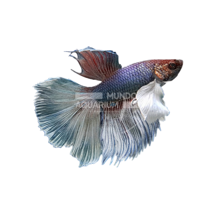 Betta Dumbo