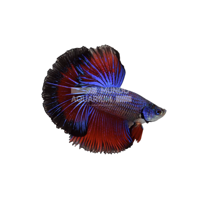 Betta Halfmoon