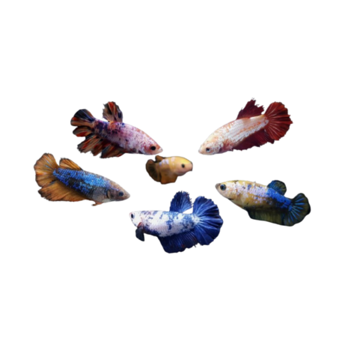 Betta Hembra Surtida