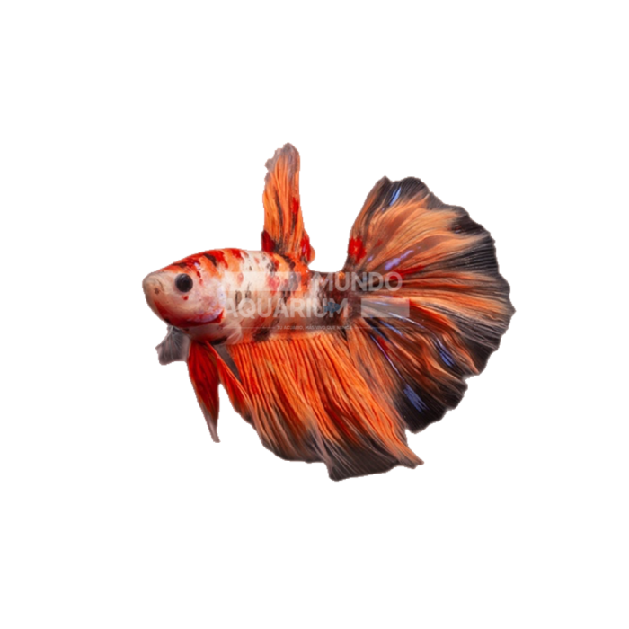 Betta Splendens Red Koi