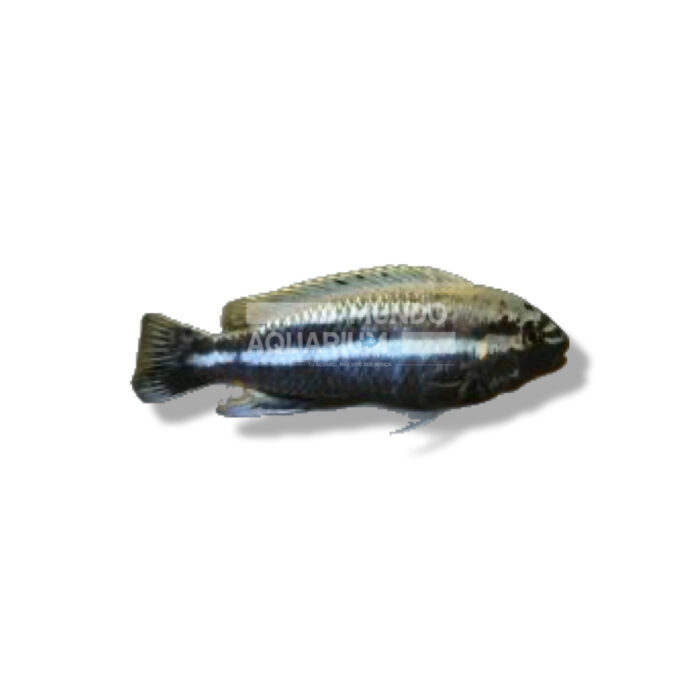 CICLIDO AURATUS