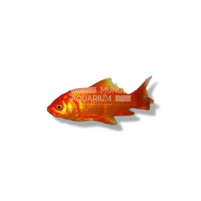 COMETA ROJO (CARASSIUS AURATUS) 4-7CM