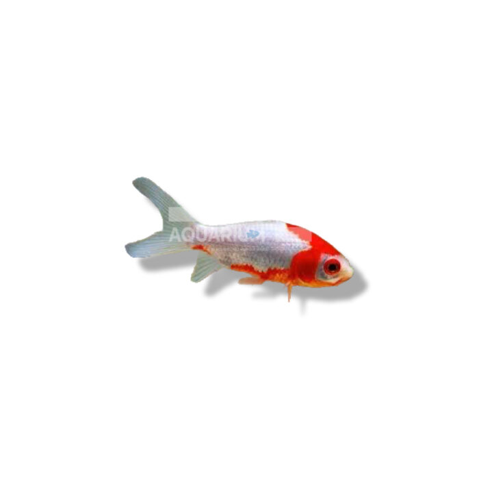 COMETA SARASA (CARASSIUS AURATUS) 4-7CM