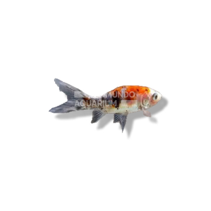 COMETA SHUBUNKIN 6-9CM