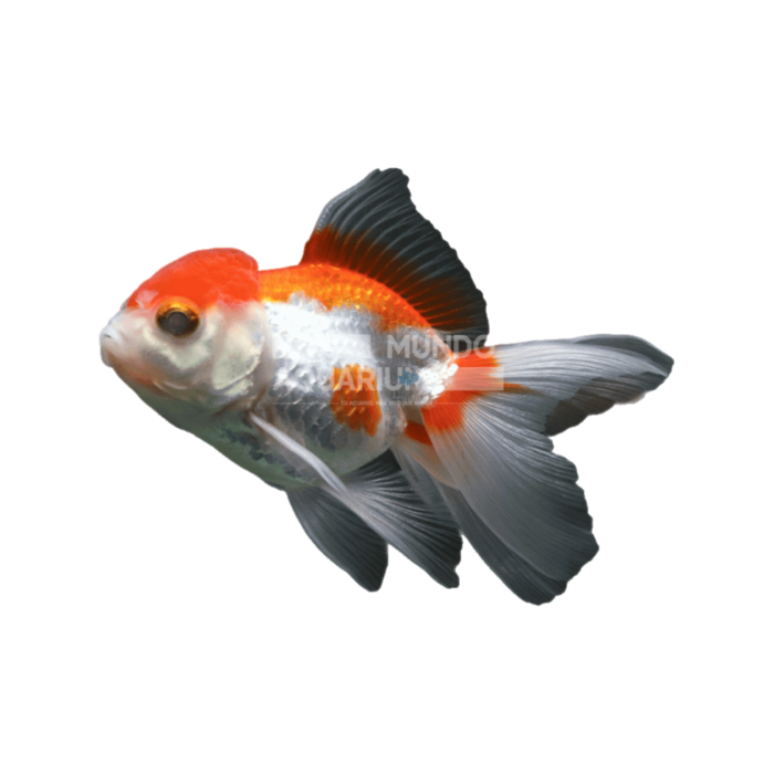 Carassius auratus (Oranda Rojo y Blanco)