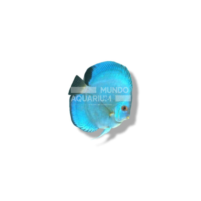 DISCO POWDER BLUE
