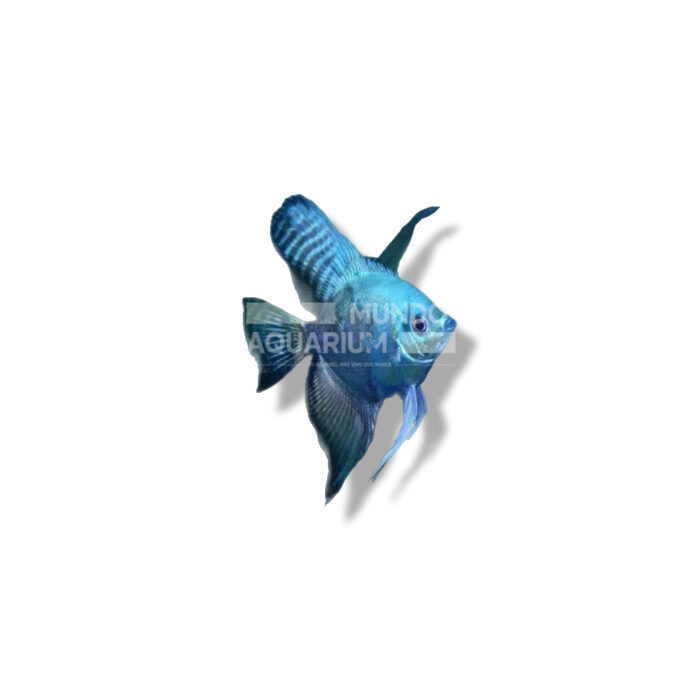 ESCALAR ÁNGEL AZUL ASIAN 5-6CM
