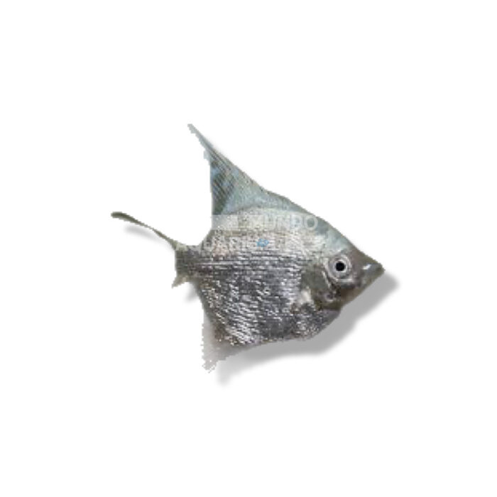 ESCALAR PLATINIUM