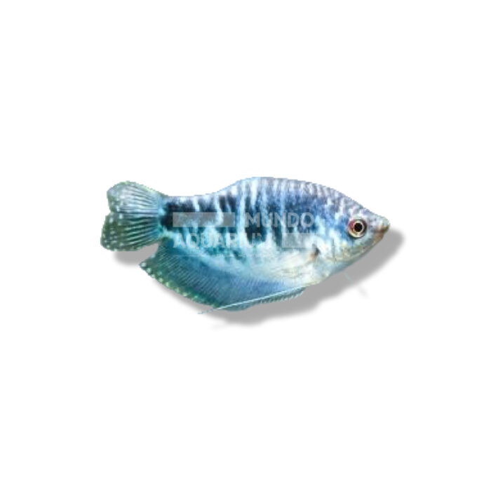 GOURAMI AZUL