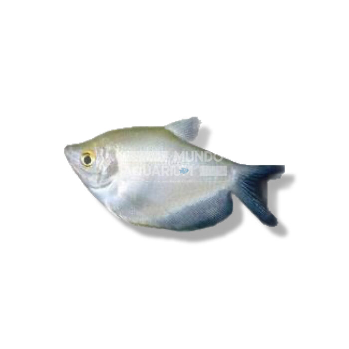 GOURAMI BLANCO