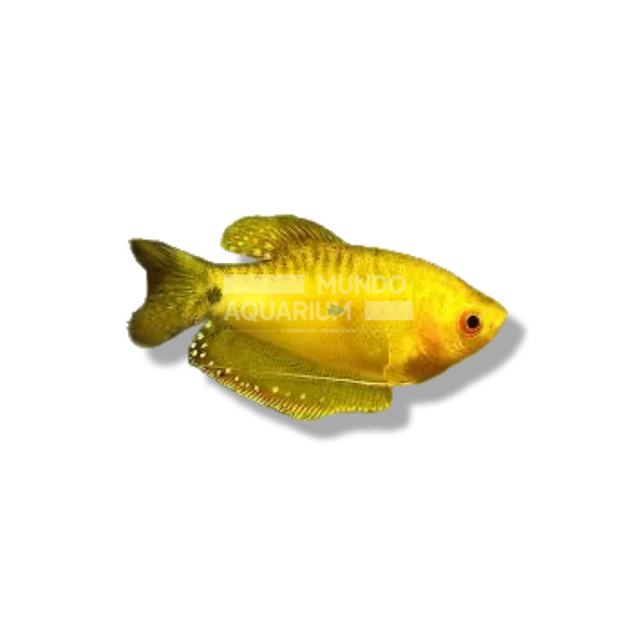 GOURAMI DORADO