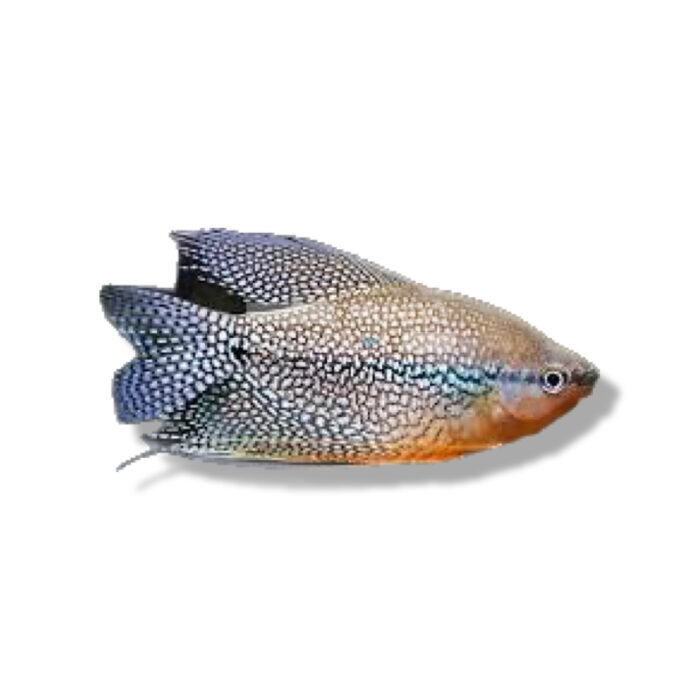 GOURAMI PERLA