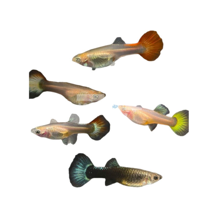 GUPPY HEMBRA SURTIDA SELECCIÓN 3-4CM