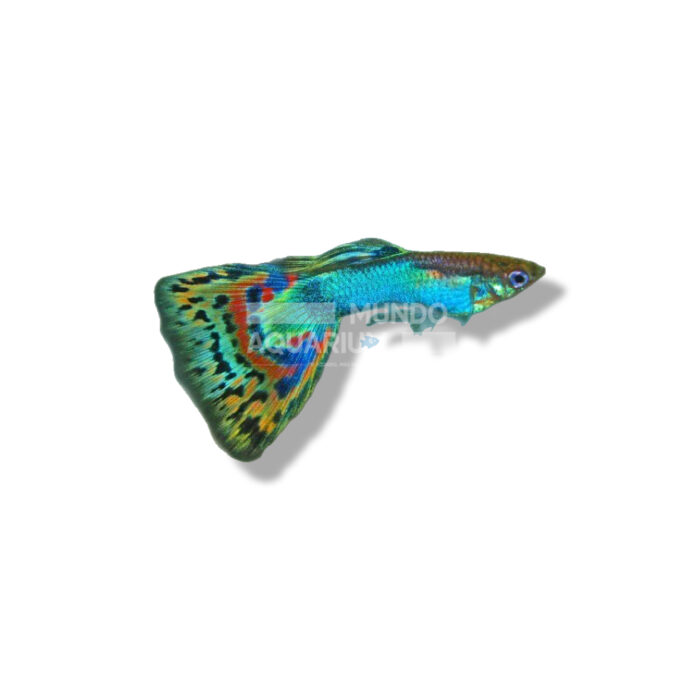 GUPPY MACHO ARCOIRIS