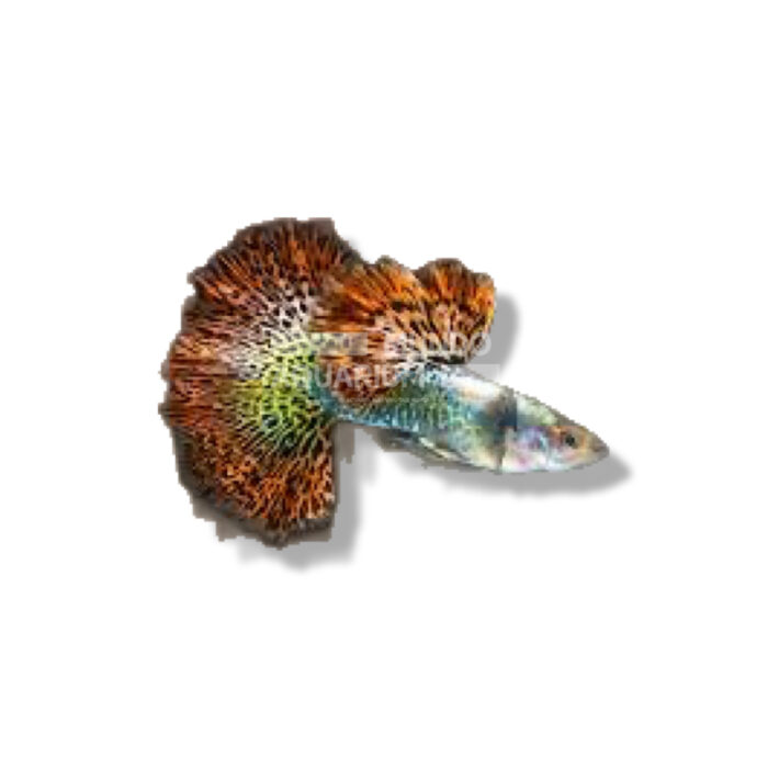 GUPPY MACHO DUMBO DRAGÓN ROJO 3-4CM
