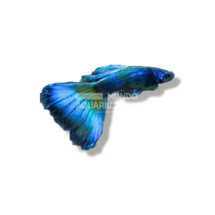 GUPPY MACHO MOSCÚ AZUL