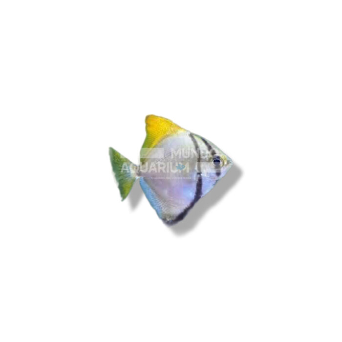 MONODACTILUS ARGENTEUS