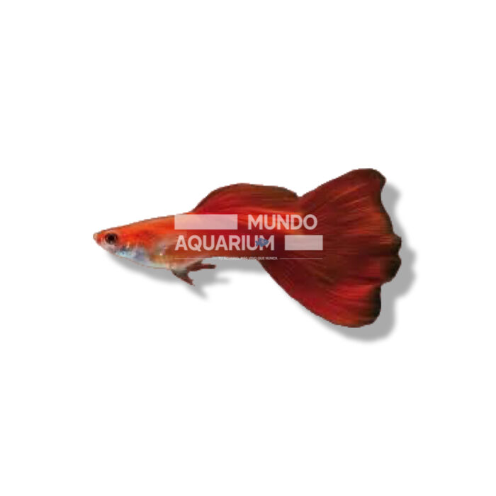 GUPPY MACHO DUMBO FUEGO ROJO 3/4CM