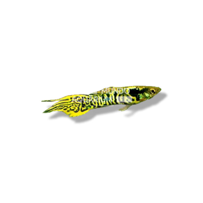 GUPPY MACHO ENDLER TIGER 3/4 CM