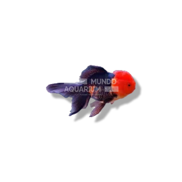 ORANDA CABEZA DE LEON ROJO Y NEGRO 7-9CM