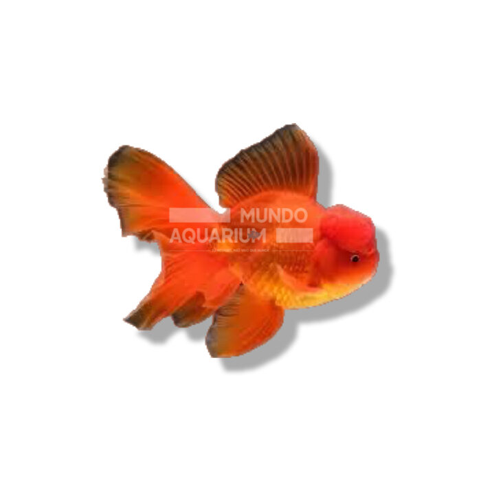 ORANDA ROJO  (CARASSIUS AURATUS) 5CM