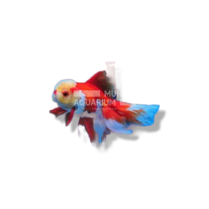 ORANDA ROJO y BLANCO  3,5-5CM