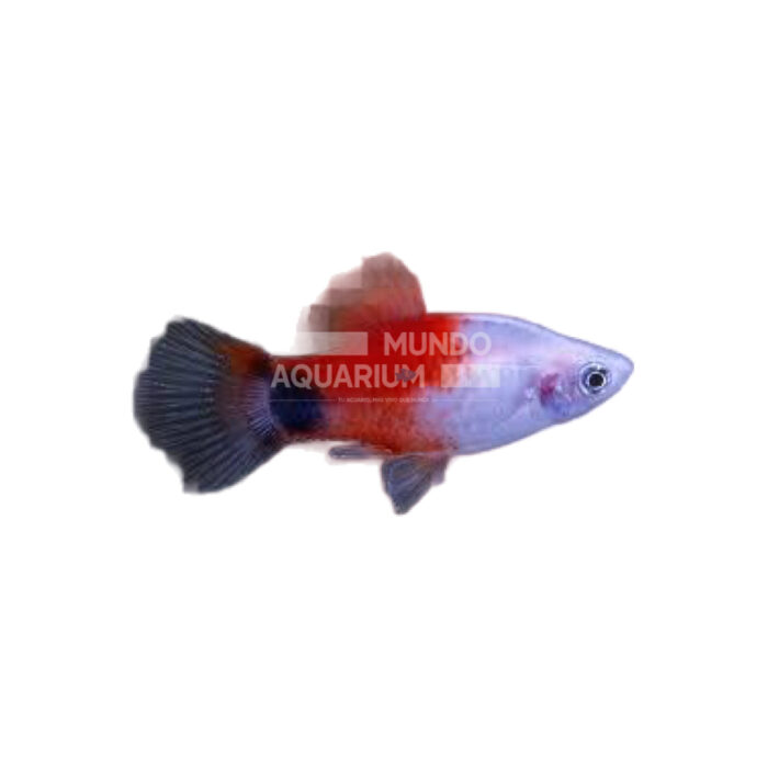 PLATY APPLE MICKEY MOUSE