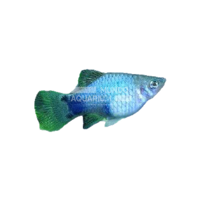 PLATY BLUE MICKEY MOUSE