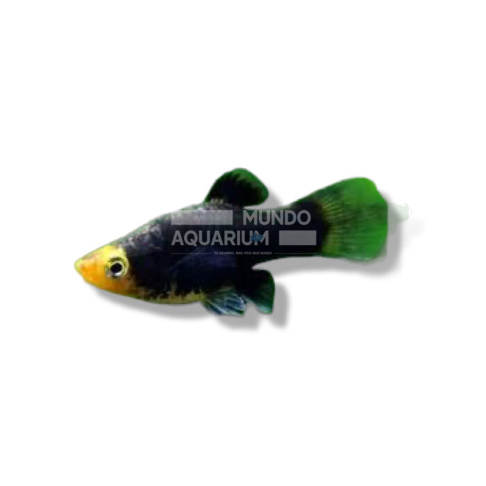 PLATY NEGRO