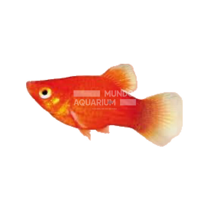 PLATY ROJO