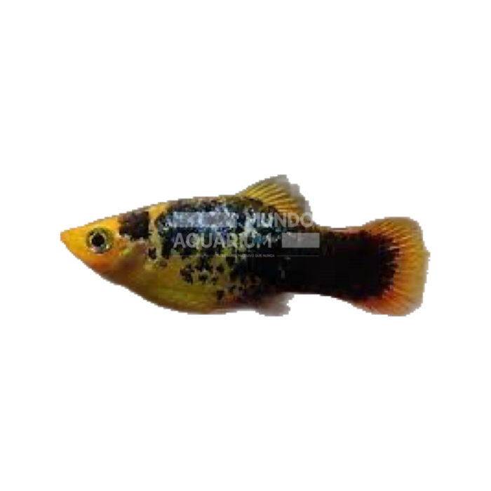 PLATY SUNSET