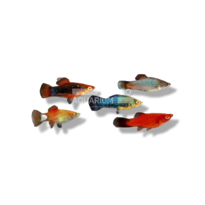 PLATY SURTIDO 4-5CM