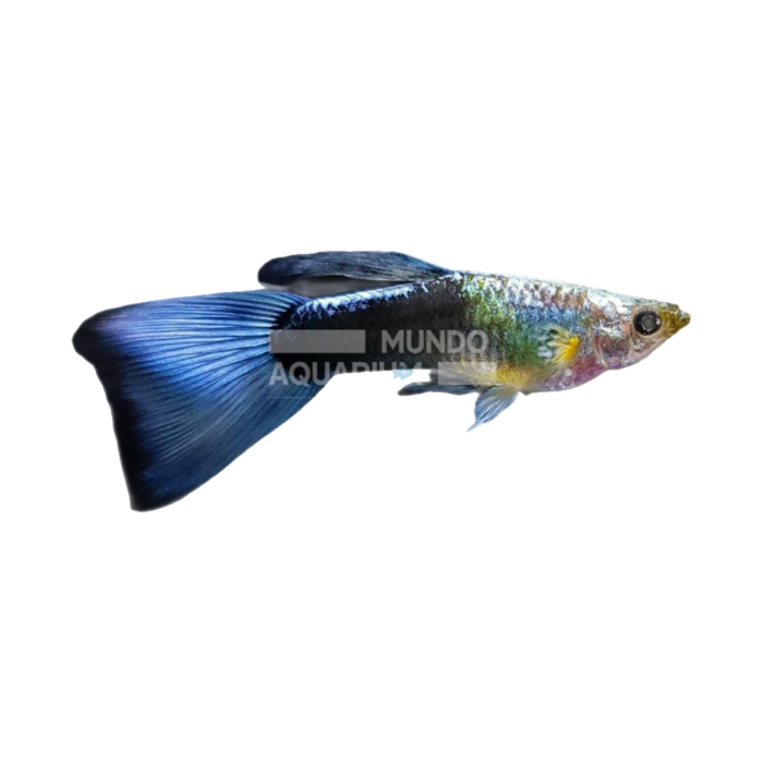 Poecillia Reticulata Blue Neon (Guppy azul neon)