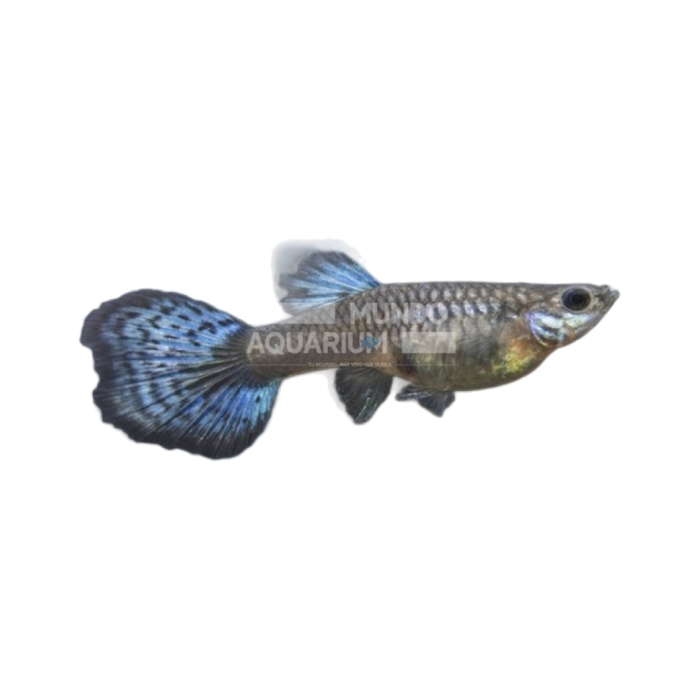 Poecillia Reticulata Blue Neon (Guppy hembra neon azul)