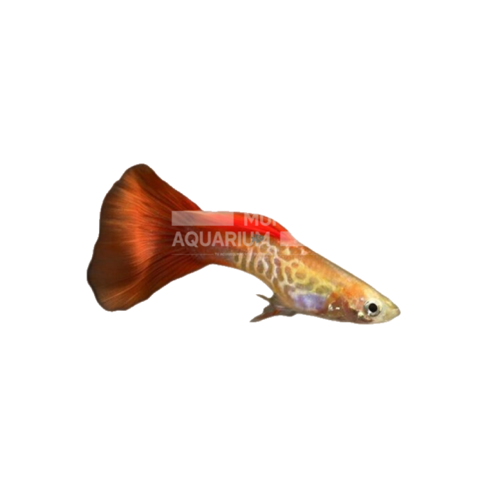 Poecillia Reticulata Red Blond Cobra (Guppy Cobra rubio)