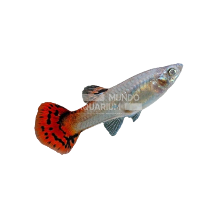 Poecillia Reticulata Red Cobra (Guppy hembra cobra rojo)