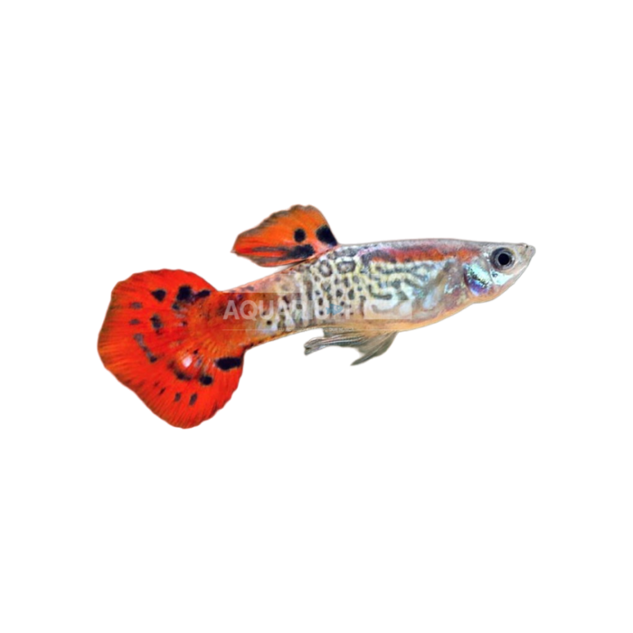 Poecillia Reticulata Red Cobras (Guppy Cobra rojo)